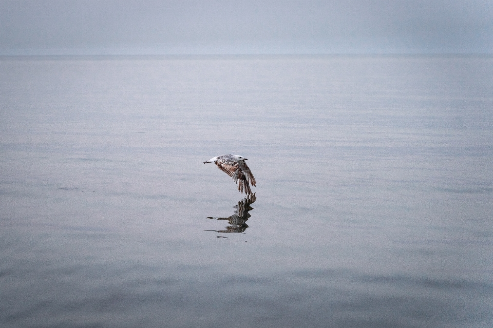 Air burung cairan danau