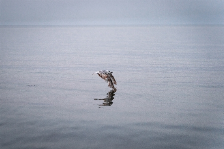 Wasser vogel flüssig fluid Foto