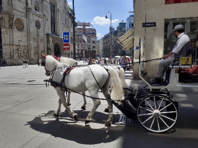 Vienna horse wheel tire Photo