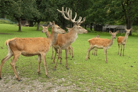 Foto Rusa paterdavid
 mamalia jenis rusa
