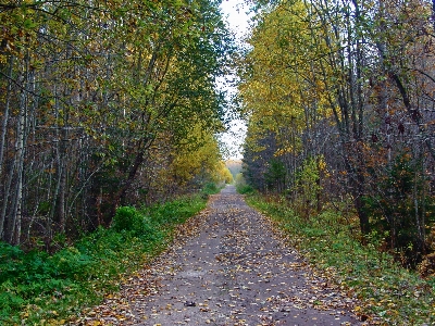 Images plant road surface branch Photo