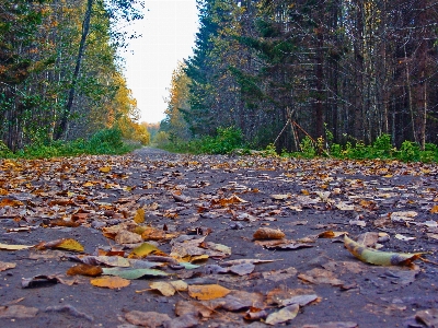 Images plant road surface people in nature Photo