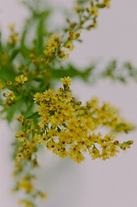 Natural flower plant yellow Photo