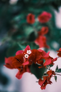 Natural flower plant sky Photo