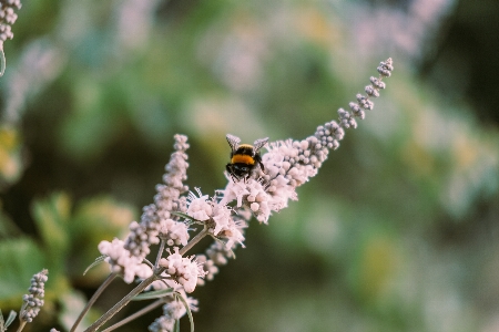 Foto Naturale