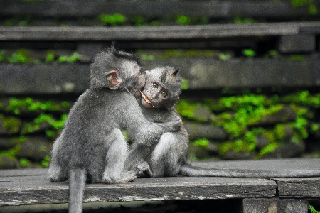 Фото животные