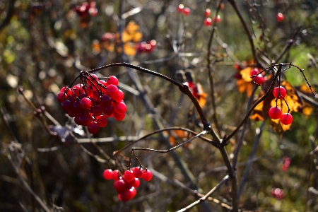 Natural plant photograph flower Photo