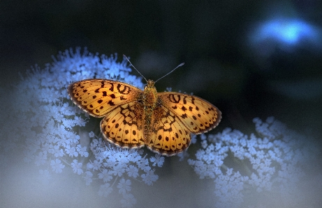 動物 花粉媒介者
 ボロリア
 虫 写真