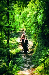 Monk buddhist sangha theravada buddhism Photo