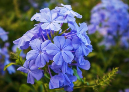 リードバッグ
 花 植物 自然 写真