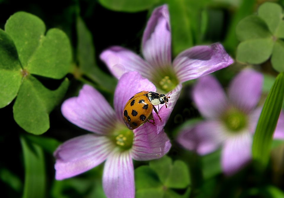 Ladybird insect flower nature