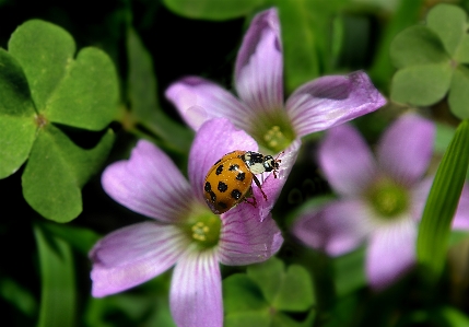 Ladybird insect flower nature Photo