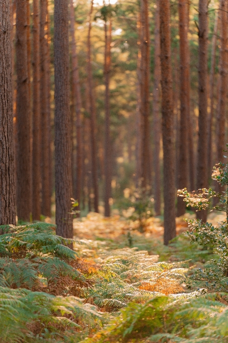 Tree plant community wood