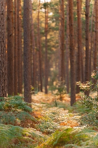 Tree plant community wood Photo