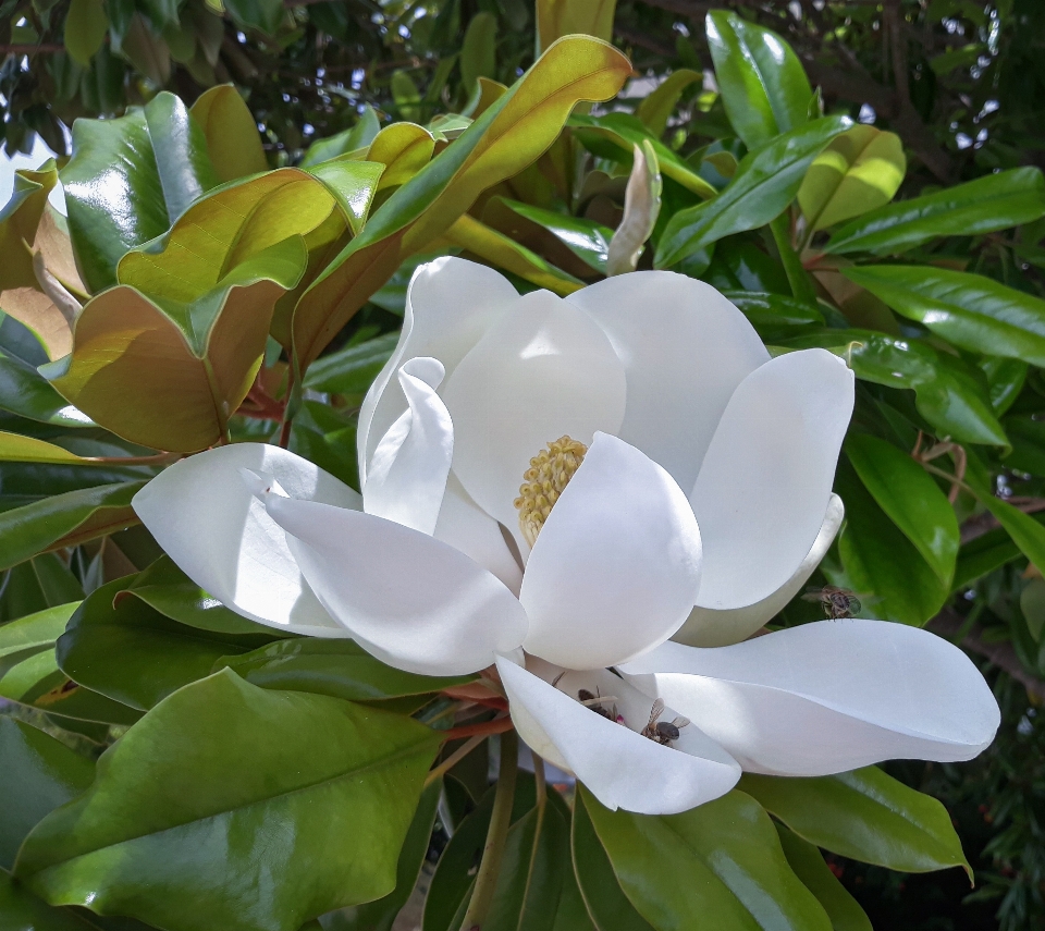 Magnolia bunga tanaman botani
