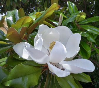 マグノリア 花 植物 植物学
 写真