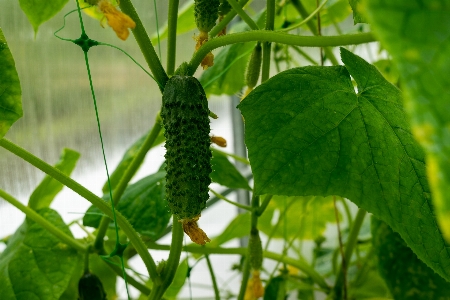 キュウリ 野菜 食べ物 健康 写真