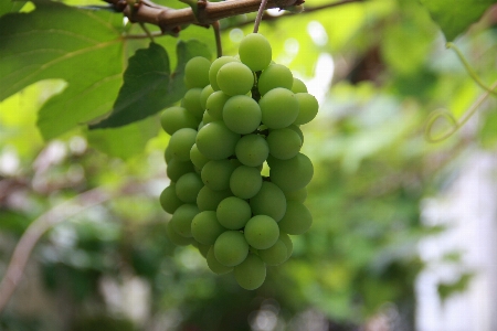 Foto Bunga makanan tanaman buah