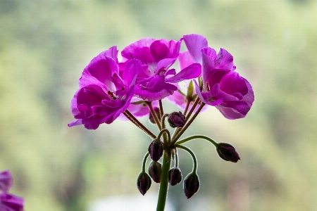 Geranium flower petals garden Photo