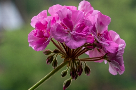 Geranium flower petals garden Photo