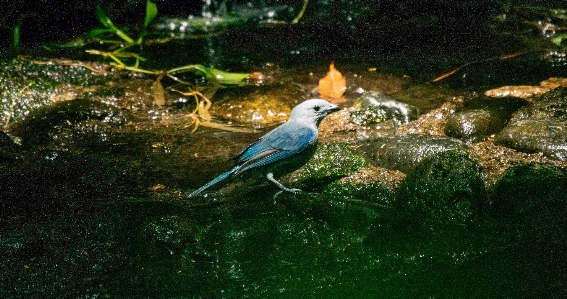 自然 鳥 脊椎動物
 葉 写真