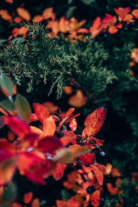 Natural flower plant leaf