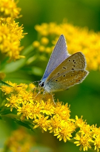 Flower plant pollinator insect Photo