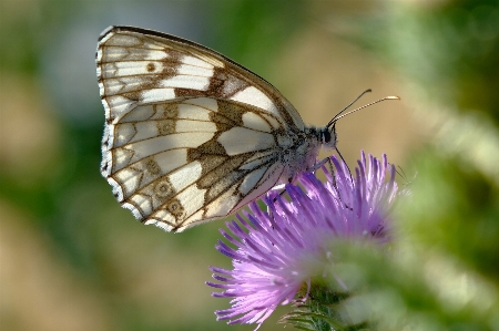 çiçek bitki tozlayıcı
 böcek Fotoğraf