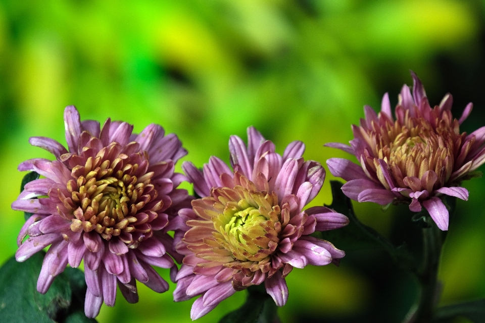 Flor plantar roxo pétala