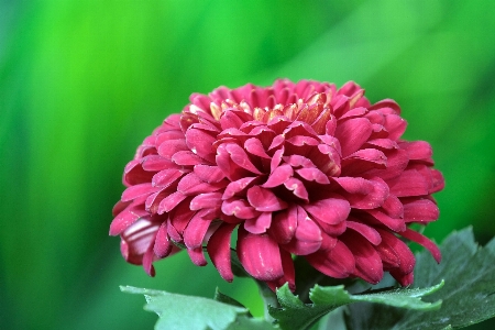 花 植物 花弁 草本植物
 写真