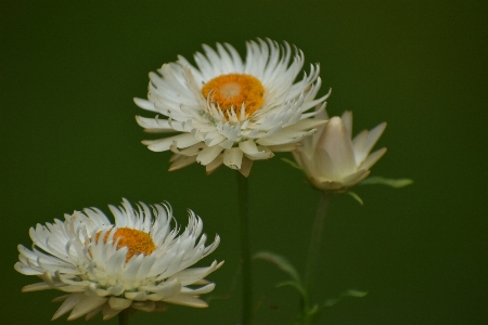 花 植物 花弁 陸上植物
 写真