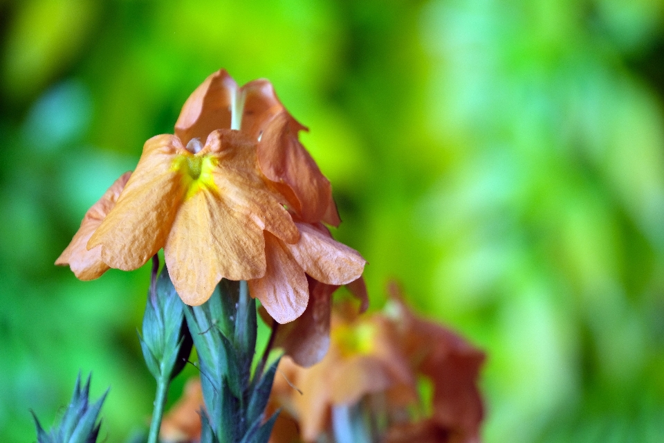 Fleur usine pétale bois