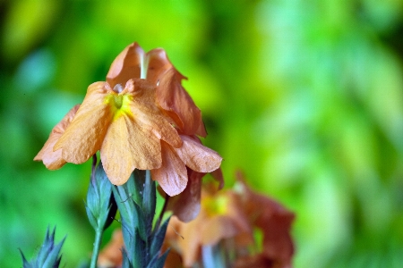 花 植物 花弁 木 写真