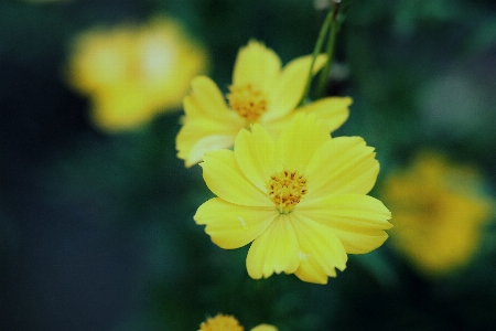 Blume anlage blütenblatt botanik
 Foto