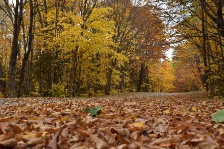 Foto Canadá quebeque natureza paisagem