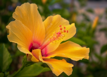 Yellow hibiscus flower plant Photo