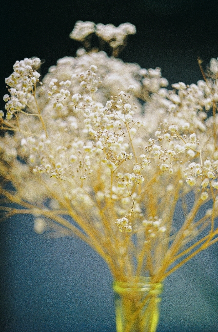 自然 花 植物 花弁