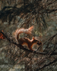 Natural branch twig wood Photo