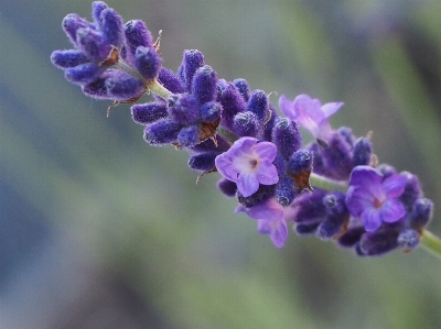 Flower plant petal purple Photo