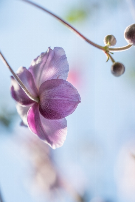 Naturale fiore pianta cielo