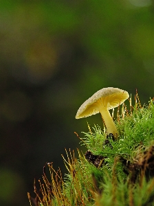 自然 植物 キノコ 陸上植物
 写真