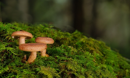 自然 植物 キノコ 木 写真