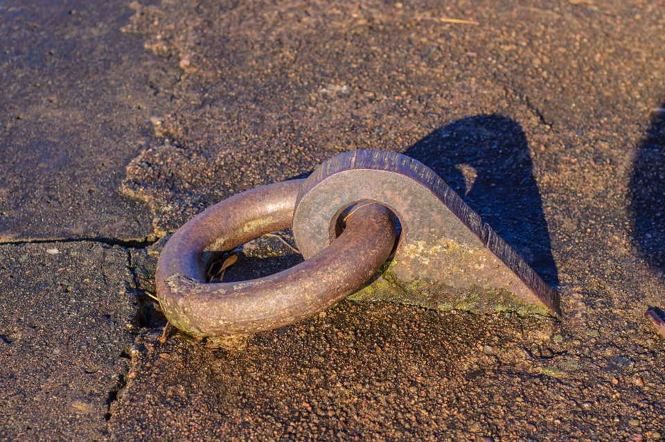 Images serpent reptile à l'échelle
