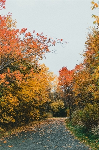 Natural sky plant landscape Photo