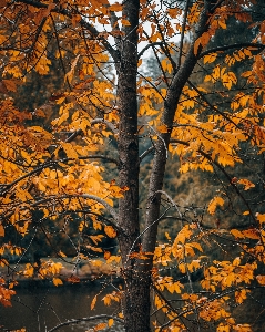 Natural people in nature twig Photo