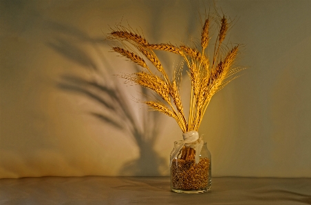 Natural plant vase twig Photo