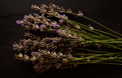 Natural flower plant twig Photo