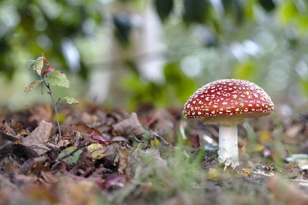 Champignon amanite tue mouches rouge automne Photo