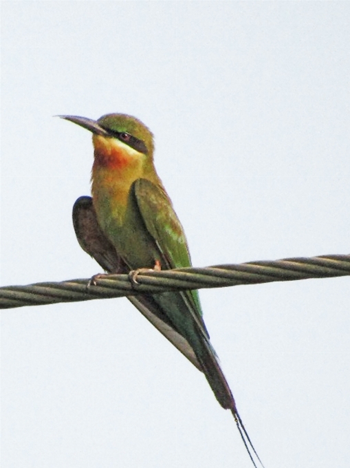 Burung mata tagihan ekor