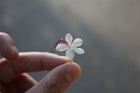 Flower hand plant petal Photo